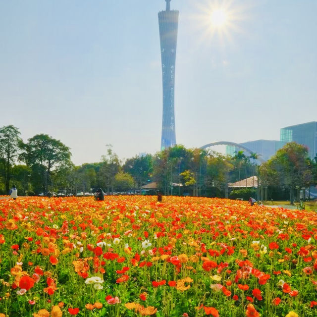 冬季花城廣州與鮮花的邂逅 