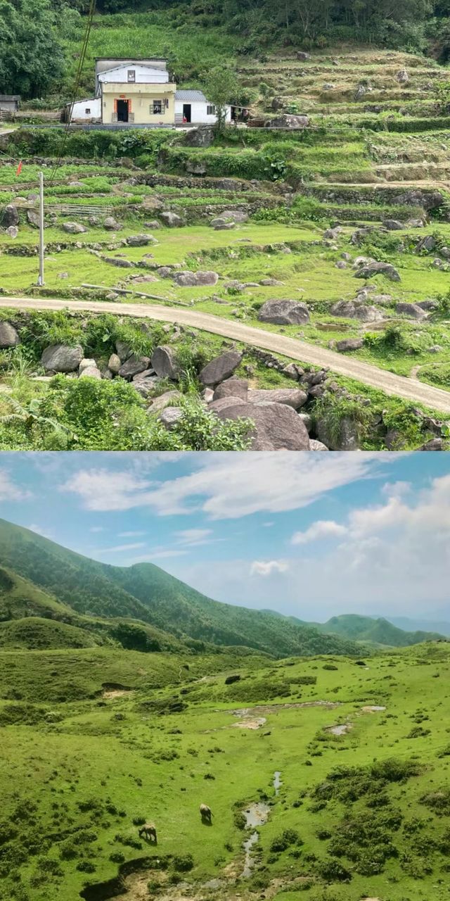 下個月，廣東這片高山草甸將被杜鵑花海淹沒！