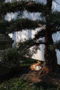 冬日暖陽下的法喜寺，貓咪、臘梅同禪意，治癒咗我～