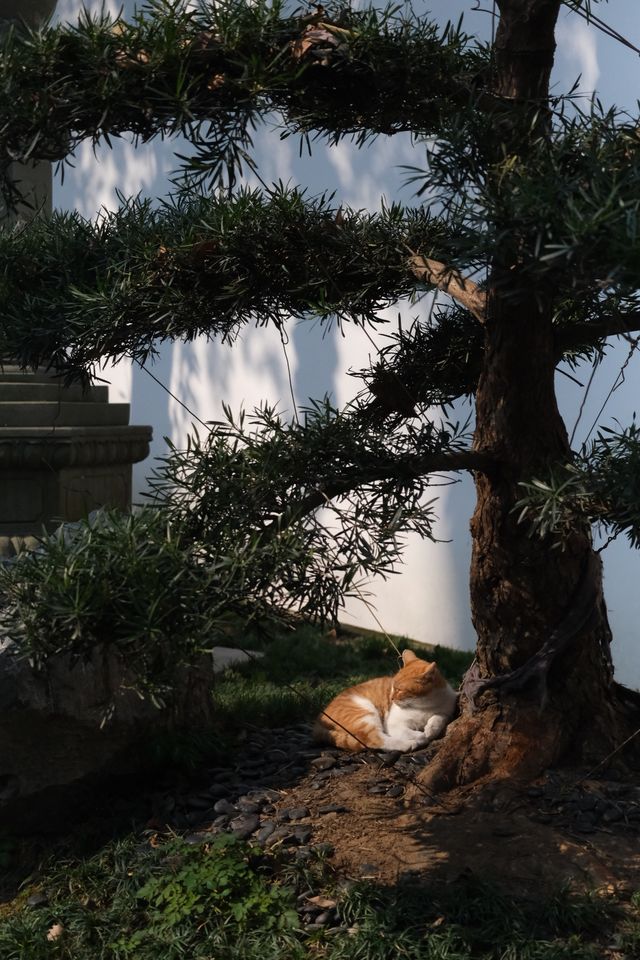 冬日暖陽下的法喜寺，貓咪、臘梅同禪意，治癒咗我～