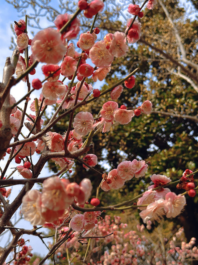 泰州梅園：蛇年新春，邂逅梅香雅韻