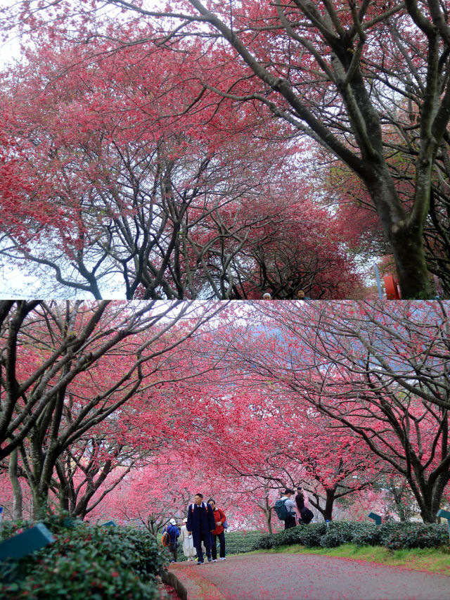 春天總要去趟福建賞花吧！
