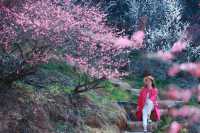 湖州水韻梅香，暢享仙境中的極致風流