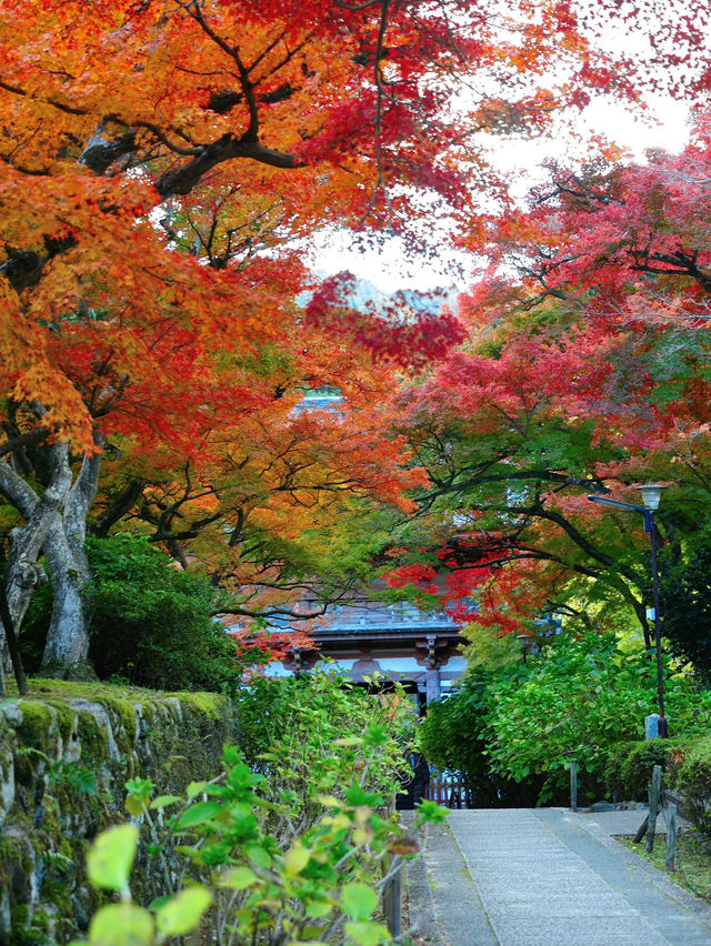 藏在大阪的小眾賞楓秘境🍁久安寺