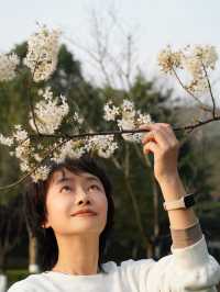在櫻花樹下，無論是誰也很美
