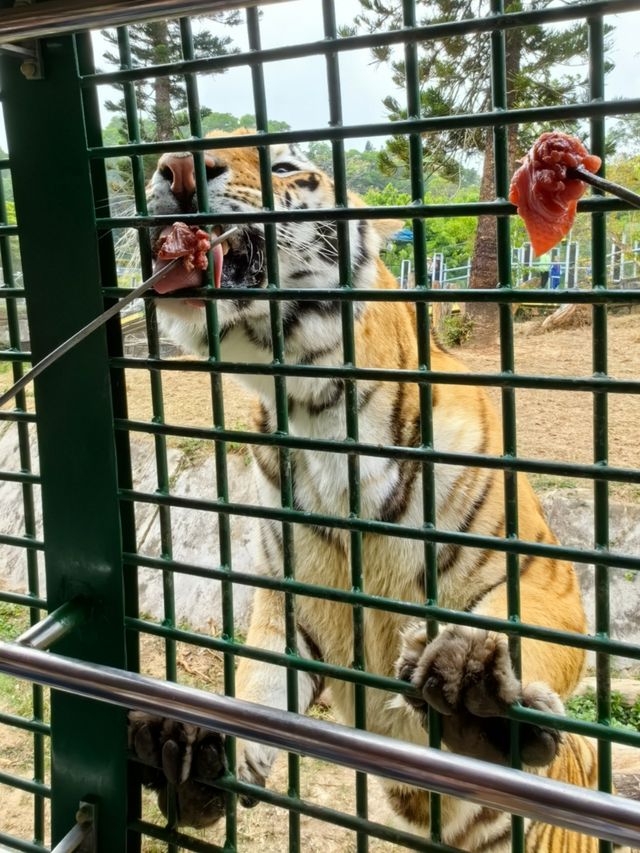 必睇！動物園節假日暢玩全攻略，演出時間表都在這