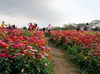 Spring in Guangzhou Luhu Park: Stunning Vistas with Flowers