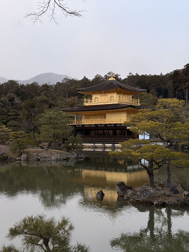 日本8日遊｜清明賞花不容錯過的路線