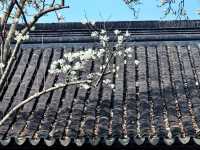 玉蘭映雙塔，春色落滿園。