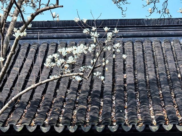 玉蘭映雙塔，春色落滿園。