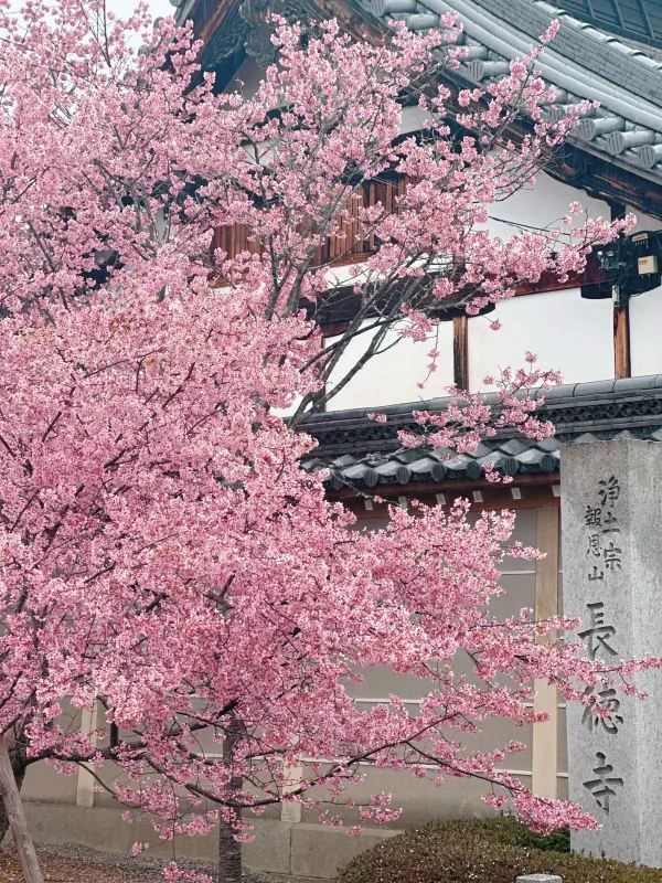京都で楽しむ早春の桜