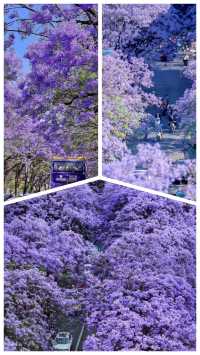 春城限定浪漫｜藍花楹漫遊指南