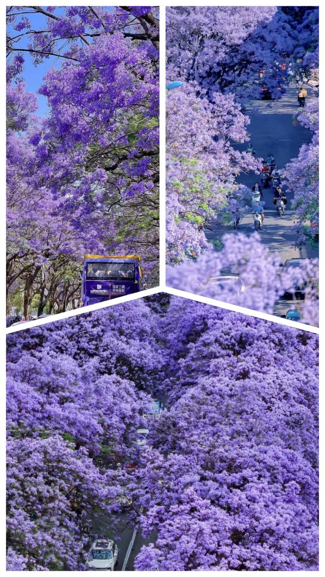春城限定浪漫｜藍花楹漫遊指南