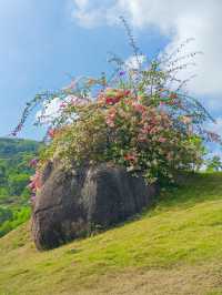 在深圳!一頭扎進漫山遍野的鮮花裏