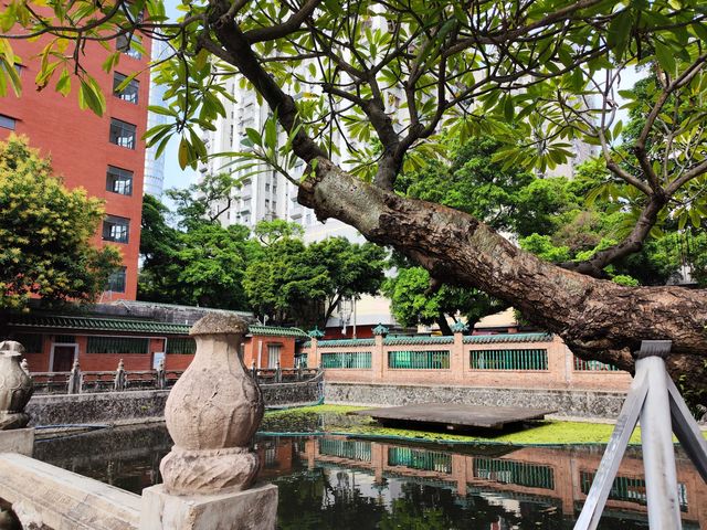 花城賞花·孫中山文獻館邂逅最美玉蘭