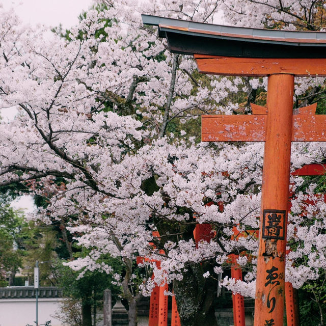 🌸追櫻地圖 | 日本的春天，是一萬次的春和景明