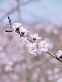 春日限定 | ‌ ‌‌‌南崖清水岩賞桃花遊玩攻略