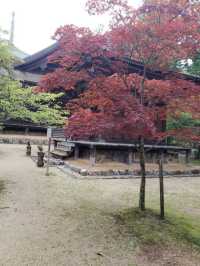 日本5日遊 清明假期出行正當時