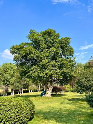Yongchuan Guanyin Shan Park