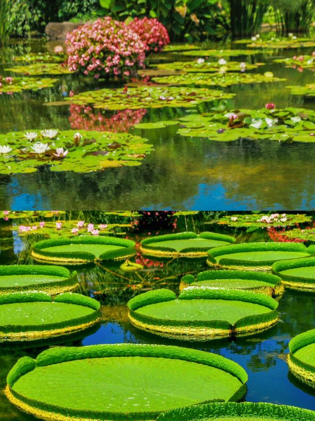 草津市 | 揭開日本小眾溫泉旅行地，邂逅不一樣的冬日浪漫