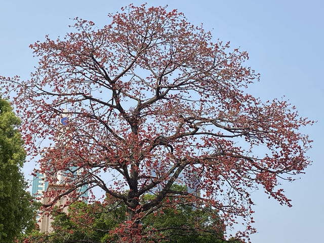 廣州農講所賞木棉花之旅