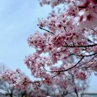 櫻花季🌸大阪私藏小眾寶地——狹山市