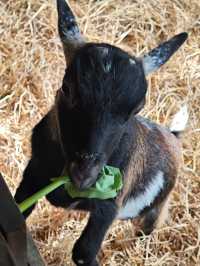 清邁夜間動物園丨遛娃好去處 動物愛好者友好 快去快去