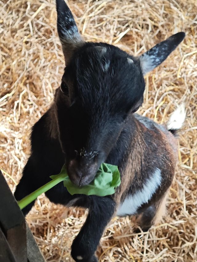清邁夜間動物園丨遛娃好去處 動物愛好者友好 快去快去