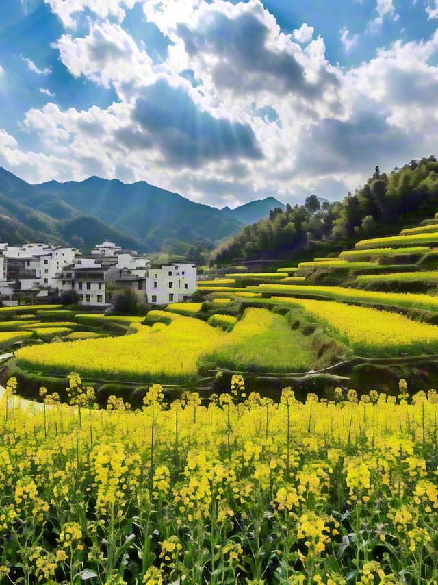 婺源油菜花 | 江嶺梯田，金色波浪嘅視覺盛宴‌