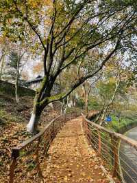 莫干山竹林秘境