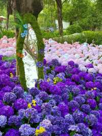 🌷珠海新貌 | 治愈系花海棧道，美翻啦🌸
