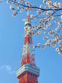 東京タワーと桜の魅力を楽しむ旅