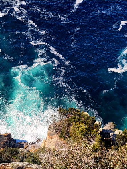 Tasmania wonders of animal kingdom #tasmania