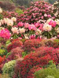 春日尋花指南 | 4月限定的浪漫，千萬別錯過