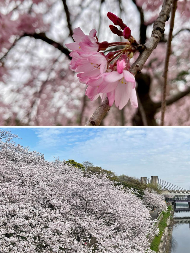 名古屋賞櫻～很多人都不知道的這幾處小眾賞櫻地真是太美了！