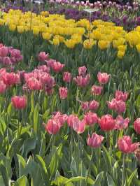 🌸夢幻般的花海在維多利亞公園等你🌼