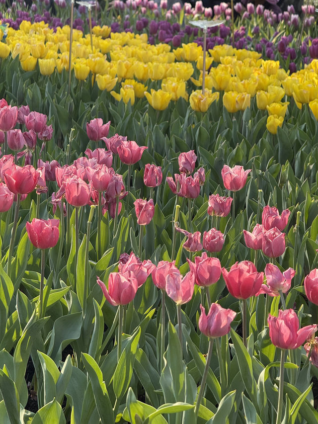 🌸夢幻般的花海在維多利亞公園等你🌼