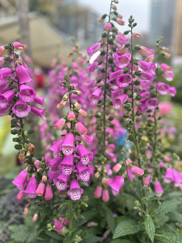 香港維多利亞公園花卉展的魅力！