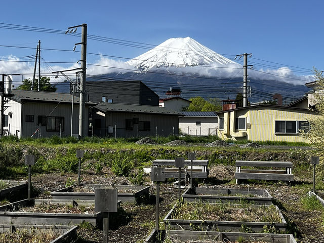 A Day with Fuji