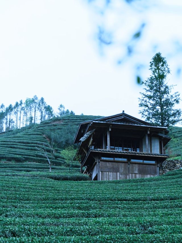 第一次去武夷山3天2晚嘅詳細旅行攻略