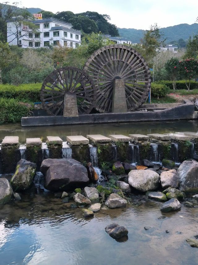 追星嶺南：在阿婆六的茶香裡，接住銀河碎片