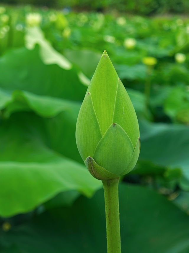 影相效果真係唔錯嘅珠海免費荷花衝