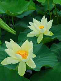 影相效果真係唔錯嘅珠海免費荷花衝