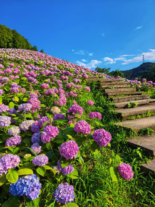 🌸紹興蘭亭,繡球花海夢幻之境 🌸紹興蘭亭,繡球花海夢幻之境