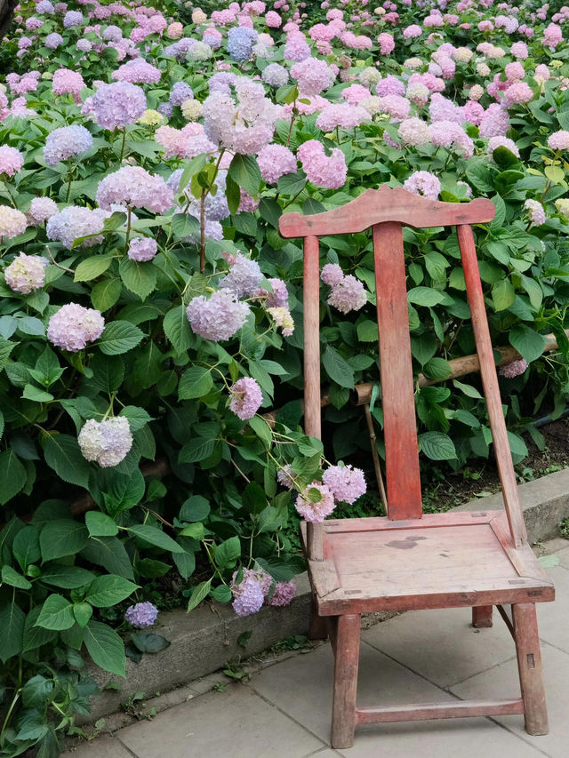 🌸孝泉延祚寺｜邂逅繡球花海與靈鹿的浪漫傳奇🌸