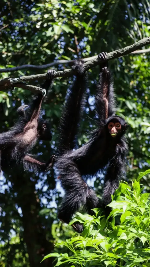 Taking Advice: Entering Guangzhou Chimelong Safari Park from the South Gate is a Game-Changer! 🦁🐘
