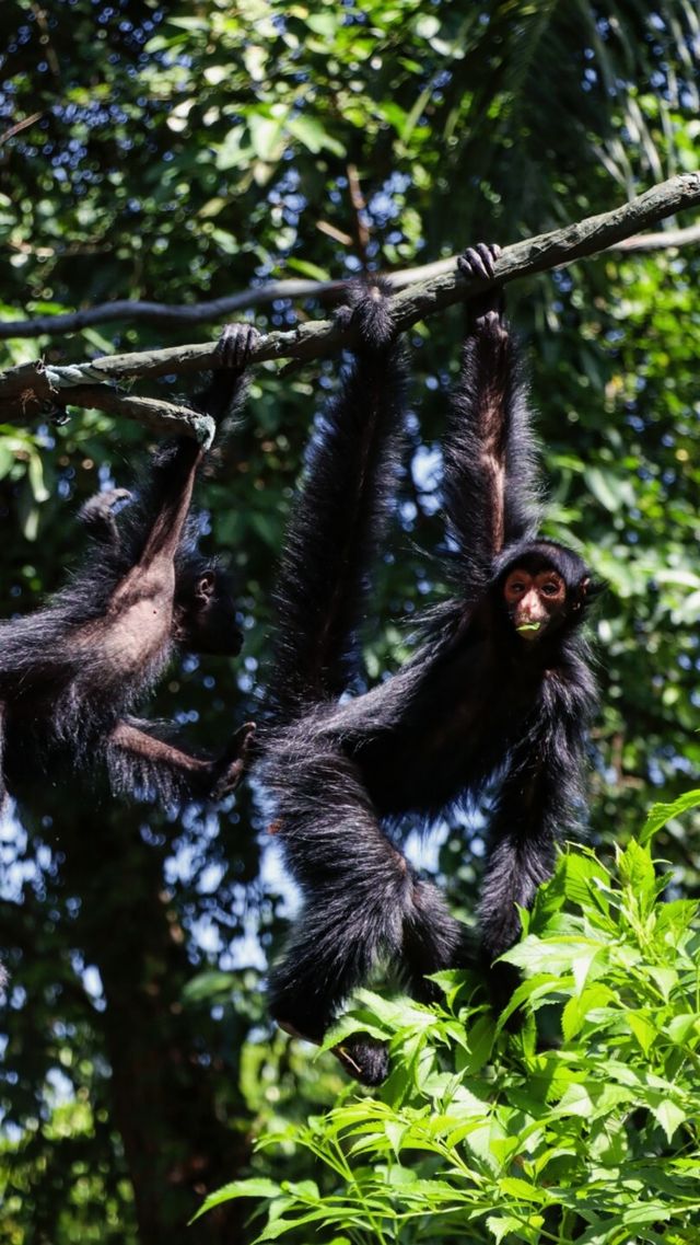 聽勸廣州長隆野生動物園南門入真係正