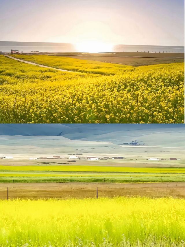 青海湖6月旅行全攻略 | 邂逅高原藍寶石與金黃花海