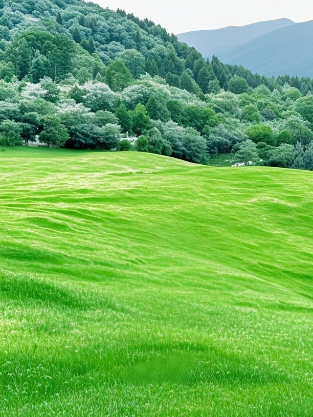 北京人唔講嘅秘密！坡峰嶺山間莫奈花園獨享繡球溪谷