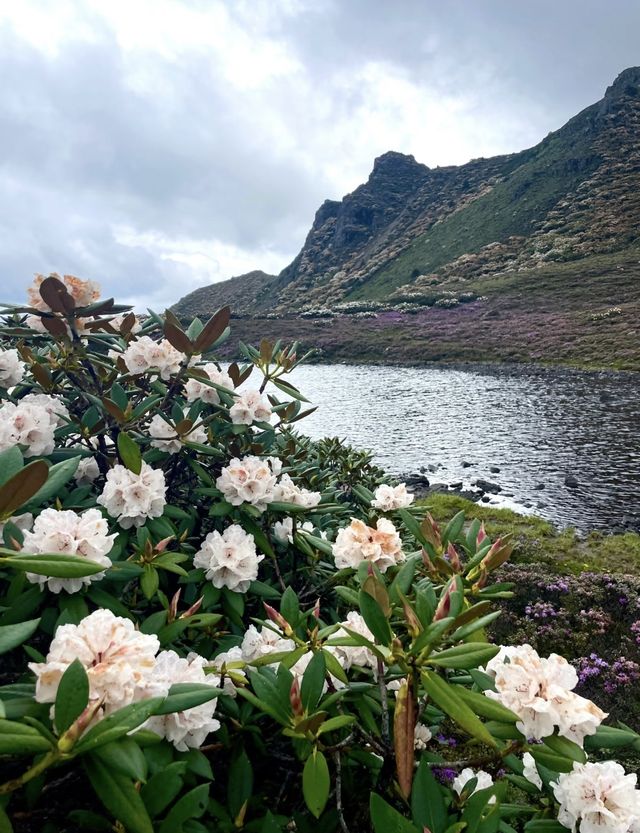 香格里拉包車旅遊